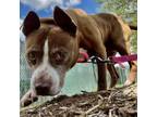 Adopt Tia a Pit Bull Terrier, Mixed Breed