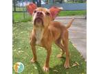 Adopt Maybelline a Pit Bull Terrier, Shar-Pei