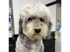 Adopt Moana a Standard Poodle, Mixed Breed
