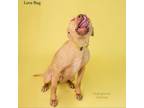 Adopt Love Bug #8 Horry a Mixed Breed