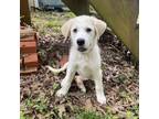 Adopt Shining South a Great Pyrenees, Mixed Breed