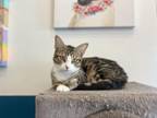 Adopt Disco a Domestic Short Hair