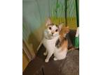 Adopt June a Domestic Short Hair