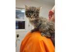 Adopt Buttercup a Domestic Long Hair