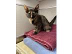 Adopt PAELA a Domestic Short Hair