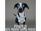 Adopt Pumpkin a Husky, Australian Cattle Dog / Blue Heeler
