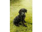 Adopt Daphne a Golden Retriever, Standard Poodle