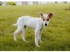 Adopt Zinnia a Cattle Dog, Mixed Breed