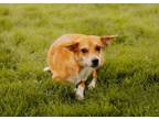 Adopt Alexis a Terrier, Cardigan Welsh Corgi