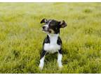 Adopt Popcorn a Parson Russell Terrier, Mixed Breed