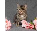 Adopt Carnie a Domestic Short Hair