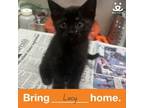 Adopt Lucy a Domestic Short Hair