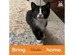 Adopt Maddie a Domestic Short Hair