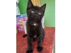 Adopt Bowie a Domestic Short Hair