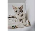 Adopt Hestia a Domestic Short Hair