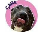 Adopt Saba a Pit Bull Terrier