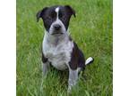 Adopt Pip Squeak a Mixed Breed