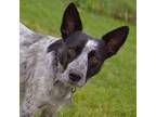 Adopt Kitana a Australian Cattle Dog / Blue Heeler