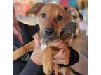 Adopt Breezy a Mixed Breed