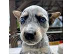 Adopt Billboard Litter Happy : COH-A-9697 a Mixed Breed