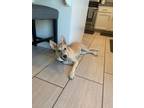 Adopt Winnie a Shepherd, Cattle Dog