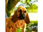 Adopt Carol a Bloodhound