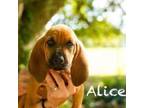 Adopt Alice a Bloodhound