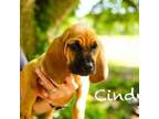 Adopt Cindy a Bloodhound