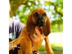 Adopt Marcia a Bloodhound