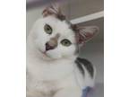 Adopt Iris a Domestic Short Hair