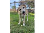 Adopt Tigerlily a Labrador Retriever, Golden Retriever