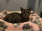 Adopt Mary - Read her story! a Domestic Short Hair