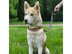 Adopt Eclipse a Siberian Husky