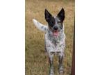 Adopt Piper (Riddle) a White - with Gray or Silver Blue Heeler / Mixed dog in