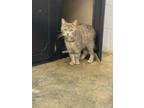 Adopt T678 a Domestic Short Hair