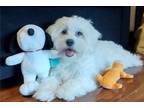 Coton de Tulear Puppy for sale in New Orleans, LA, USA