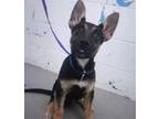 Adopt DONNY a German Shepherd Dog, Mixed Breed