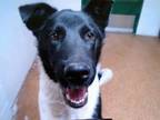 Adopt OLLIE a Border Collie, Mixed Breed