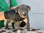 Adopt IN FOSTER: SUTTON a Pit Bull Terrier