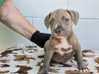 Adopt NEEDS RESCUE OR FOSTER: SAYLOR a Pit Bull Terrier