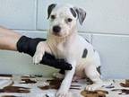 Adopt NEEDS RESCUE OR FOSTER: STEVIE a Pit Bull Terrier