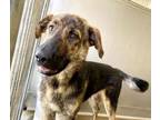 Adopt A564884 a German Shepherd Dog, Mixed Breed