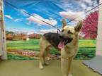 Adopt A534260 a German Shepherd Dog, Mixed Breed