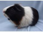 Adopt PANDA a Guinea Pig