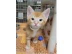 Adopt MILO a Domestic Short Hair