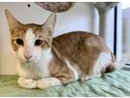 Adopt RAMSEY a Domestic Short Hair