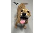 Adopt TIGER a Pit Bull Terrier, Mixed Breed