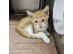 Adopt HENRY a Domestic Short Hair