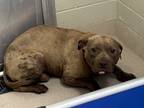 Adopt 18862 a Pit Bull Terrier