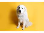 Adopt BARRY a Great Pyrenees